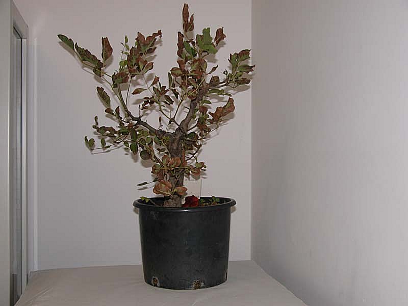Bonzai con Hygrocybe